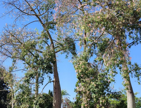 Alquiler de Oficina en avenida del Botánico Cavanilles