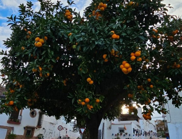 Alquiler de Piso en Puerto de Estepona