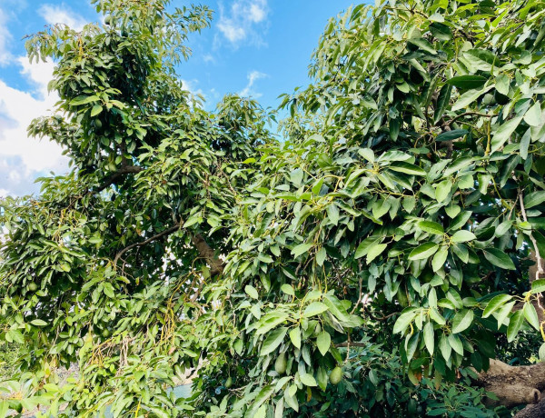 Terreno en venta en camino de la Corujera s/n