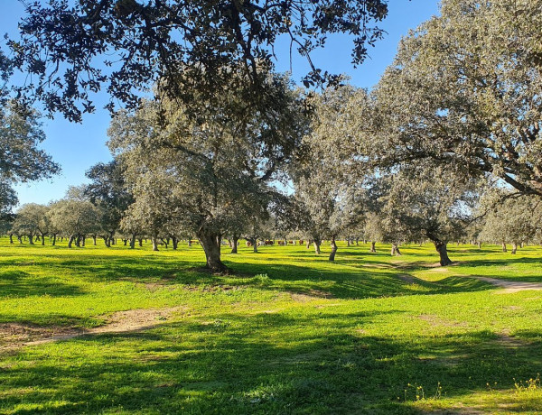 Terreno en venta en carretera De Villanueva De Cordoba