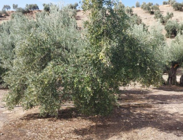 Finca rústica en venta en Mengíbar