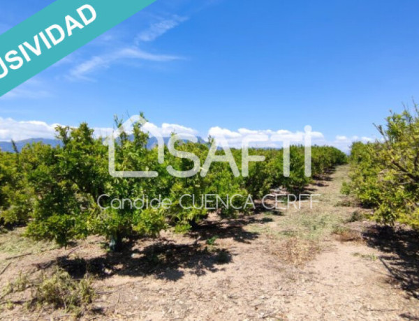 ¡Se vende finca agrícola de 47 ha! Ideal para Inversores.