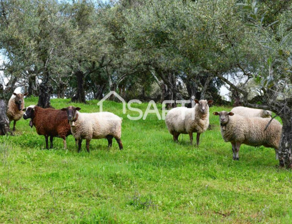 Rustic land For sell in Perales Del Puerto in Cáceres 