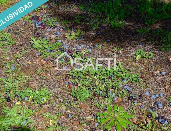 Finca de 19.500m2 con agua abundante en la Sierra de Gata