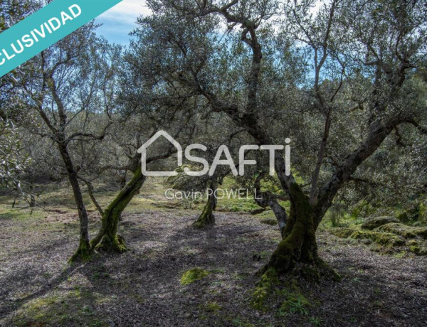 Descubre la magia del olivar en el corazón de la Sierra de Gata