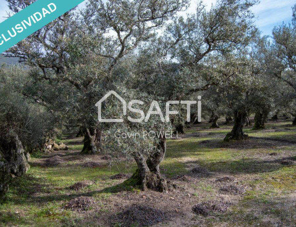 Descubre la magia del olivar en el corazón de la Sierra de Gata