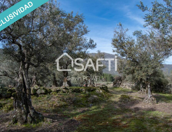 Descubre la magia del olivar en el corazón de la Sierra de Gata