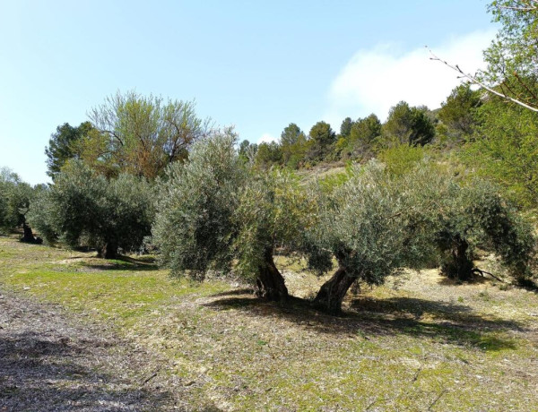 Rustic land For sell in Mancha Real in Jaén 