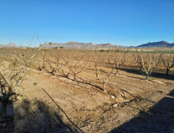 FINCA EN JUMILLA DE 10 HECTARIAS CON NAVE Y PANTANO