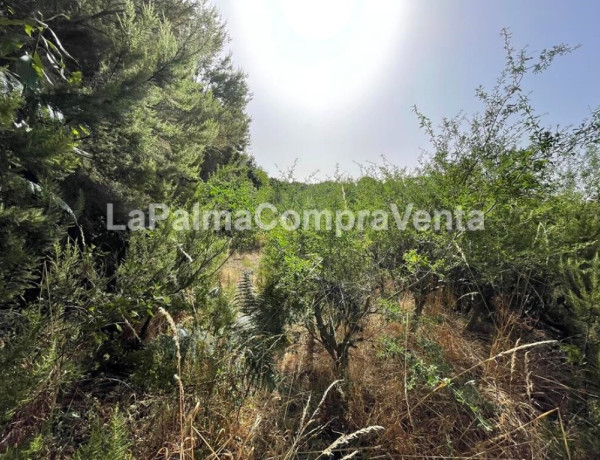 Rustic land For sell in Roque Faro in Santa Cruz de Tenerife 