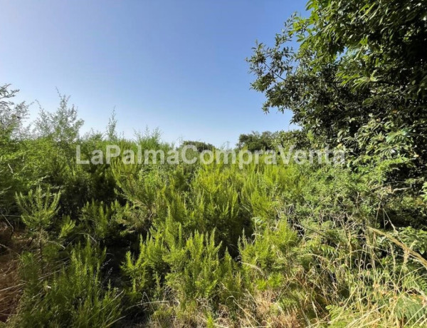 Rustic land For sell in Roque Faro in Santa Cruz de Tenerife 