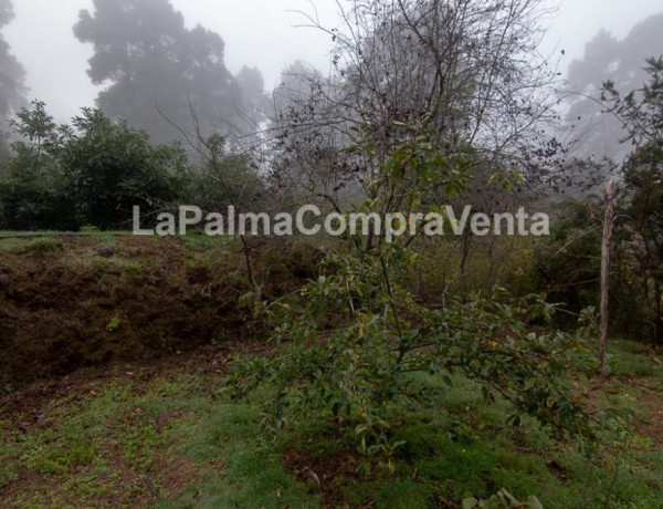 Rustic land For sell in Roque Faro in Santa Cruz de Tenerife 