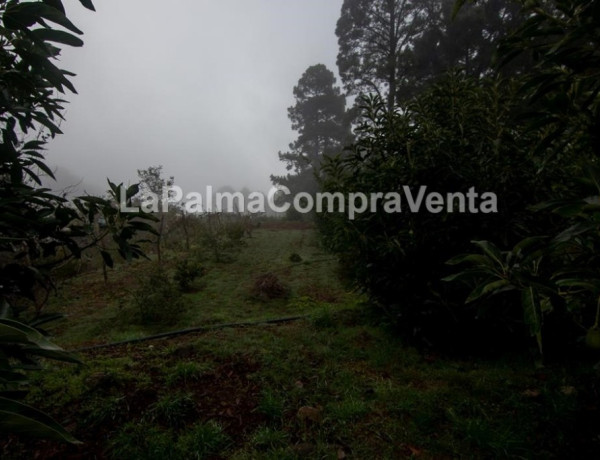 Rustic land For sell in Roque Faro in Santa Cruz de Tenerife 