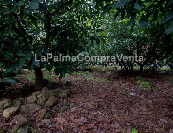 Rustic land For sell in Roque Faro in Santa Cruz de Tenerife 