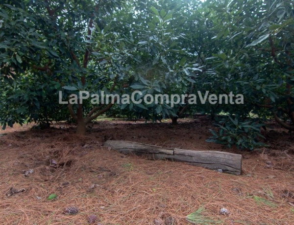 Rustic land For sell in Roque Faro in Santa Cruz de Tenerife 