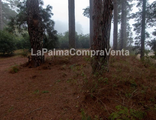 Rustic land For sell in Roque Faro in Santa Cruz de Tenerife 