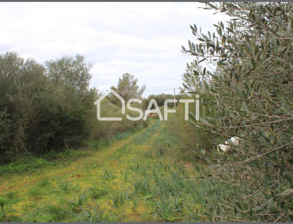 Amplio terreno agrario con pozo propio y mucha vegetacion, a pocos minutos de la playa