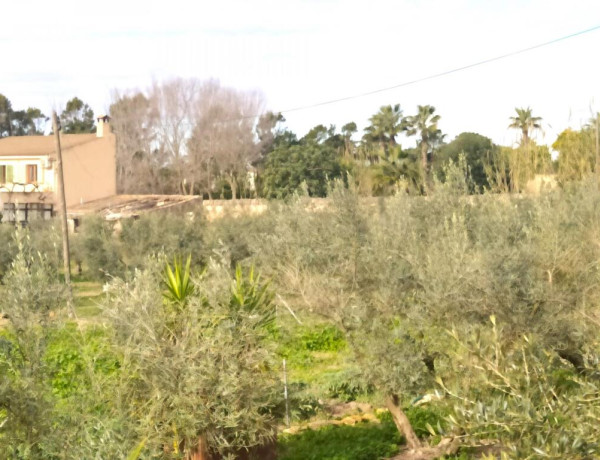 Casa en la Colonia San Jordi con producción de aceite