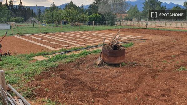 Estudio en Palmanyola