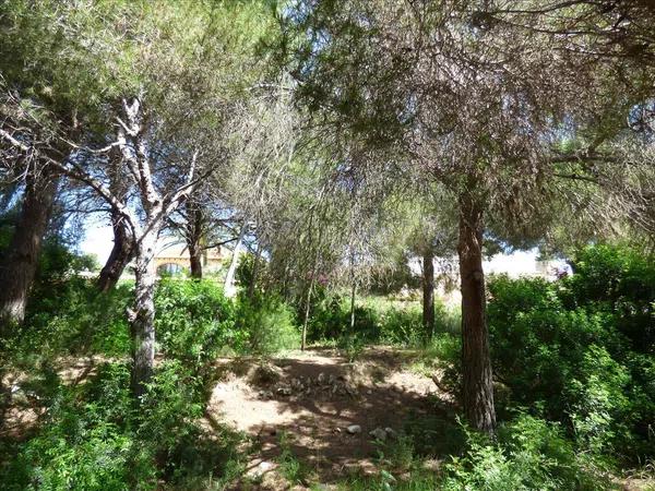 Terreno en La Viña - Montemar - San Jaime