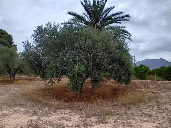 Terreno en vereda Virgen del Camino, 1