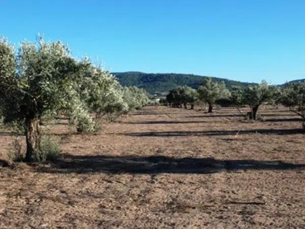 Terreno en Biar