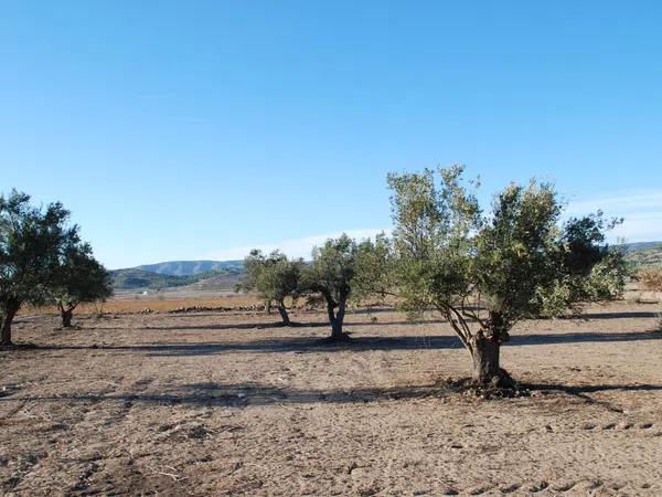 Terreno en Biar