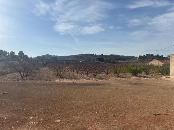 Terreno en camino de la Pedrera, 1