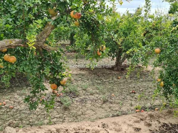 Terreno en Crevillente