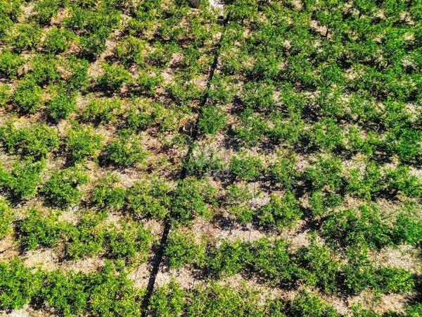 Terreno en Banyeres de Mariola