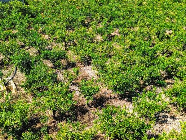 Terreno en Banyeres de Mariola