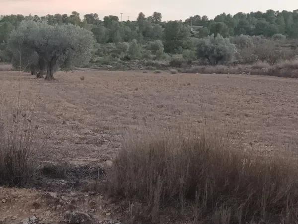 Terreno en Partida Bellongues, 29 PolgonolasHiguerasparcela