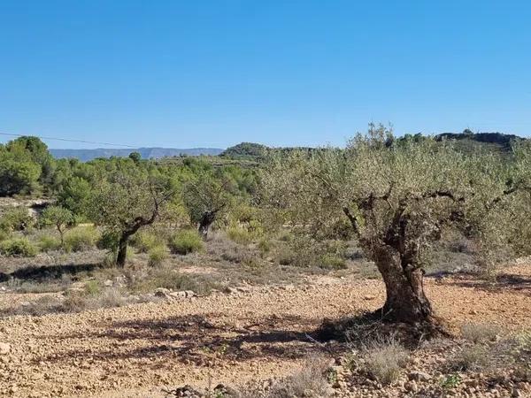 Terreno en Monovar