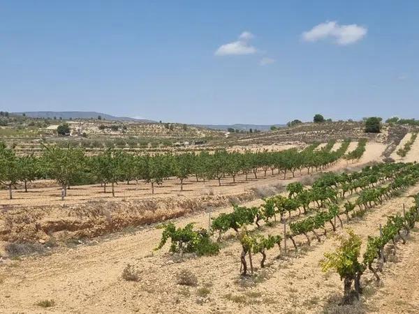 Terreno en Pinoso