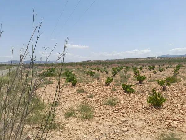 Terreno en Pinoso