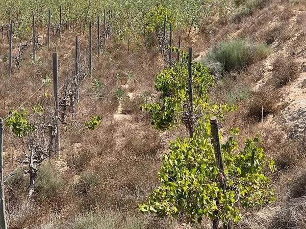 Terreno en Partida Espejeras s/n