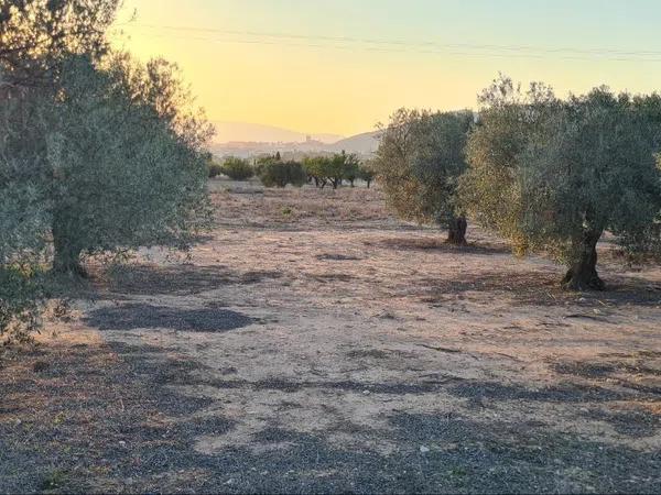 Terreno en Peña Rubia, 168