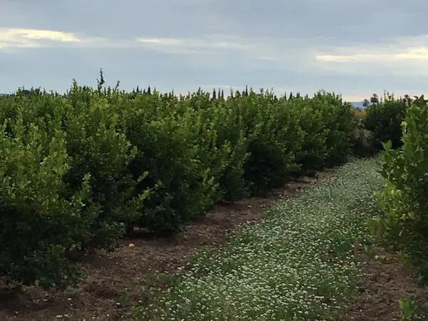 Terreno en camino Almarjaleta, 22 -28