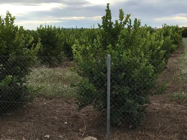 Terreno en camino Almarjaleta, 22 -28