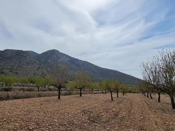 Terreno en Algueña