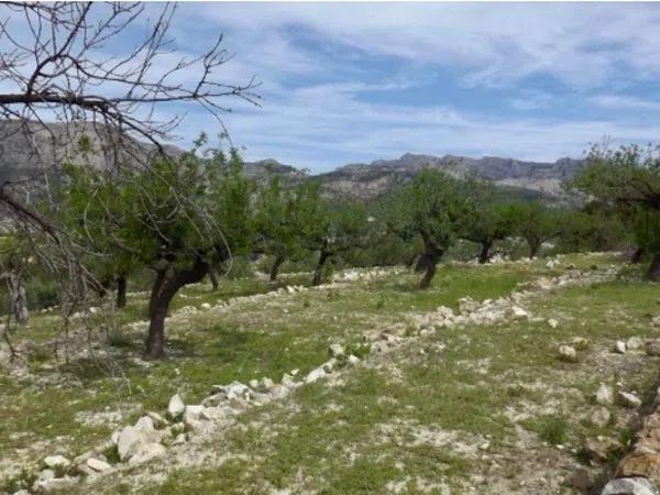 Terreno en Callosa d'En Sarria