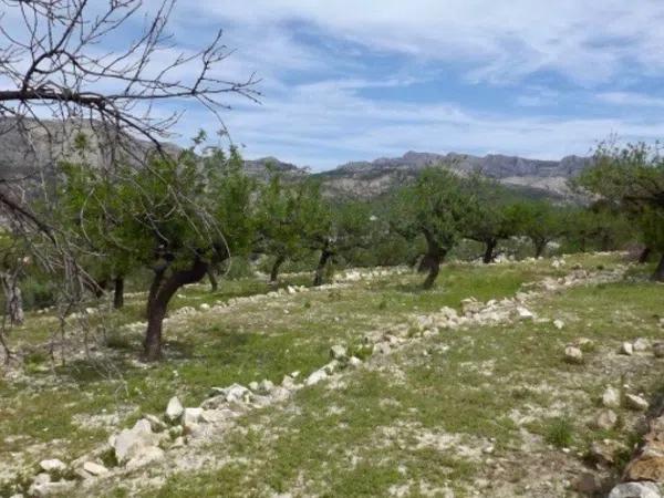 Terreno en Callosa d'En Sarria