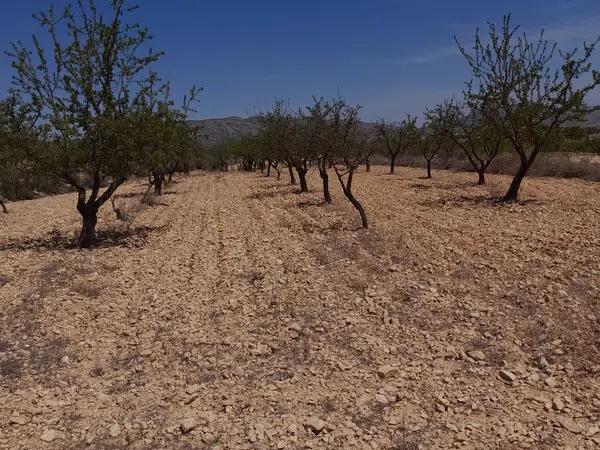 Terreno en La alquebla, 26 Polgonoparcela