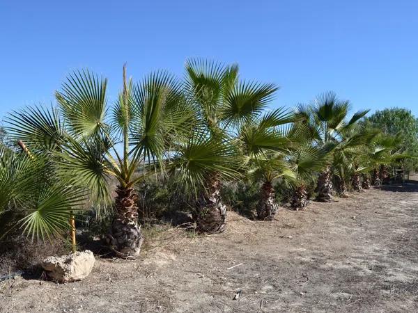 Terreno en Partida de Santa Ana s/n