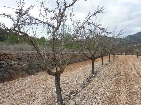 Terreno en Partida Cava