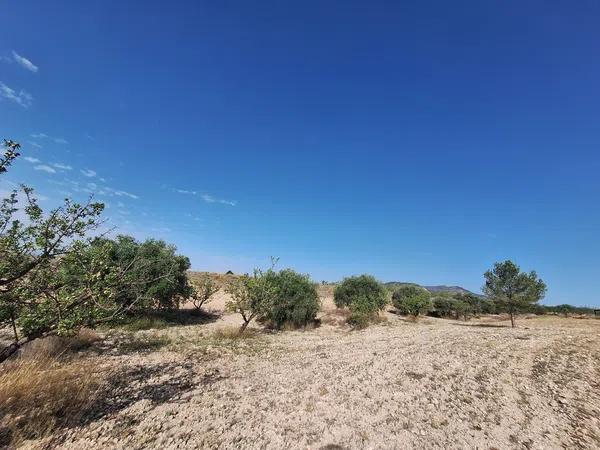 Terreno en Partida Casas de Ibañez, 19