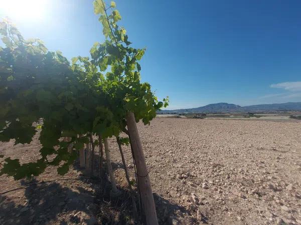 Terreno en Monforte del Cid