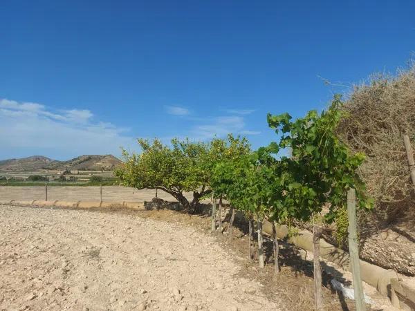 Terreno en Monforte del Cid