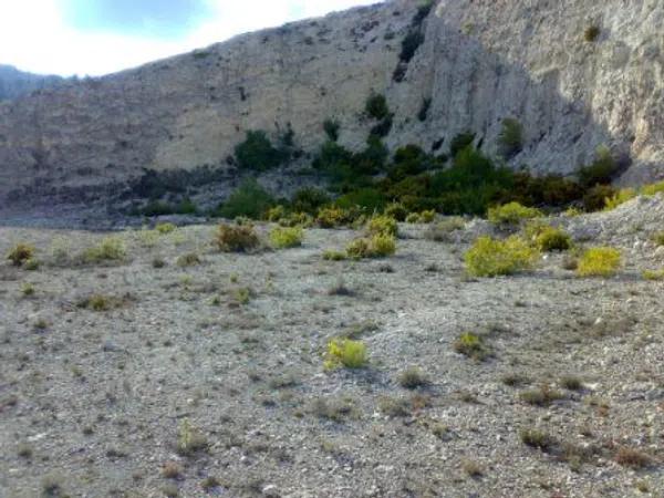 Terreno en carretera de Sax, km 4