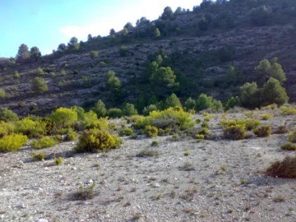 Terreno en carretera de Sax, km 4